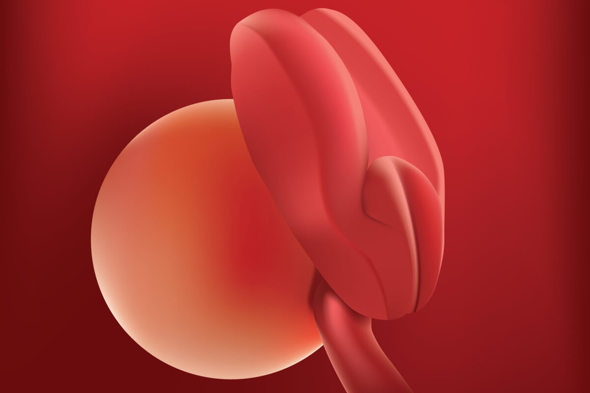 Semana 2 del embarazo: síntomas, desarrollo del bebé y recomendaciones