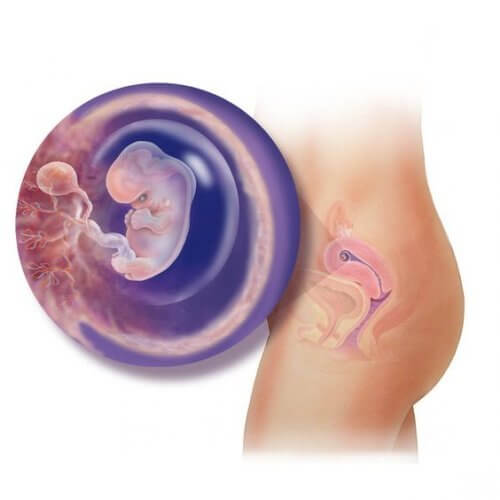 El desarrollo del feto es un proceso complejo y gradual.