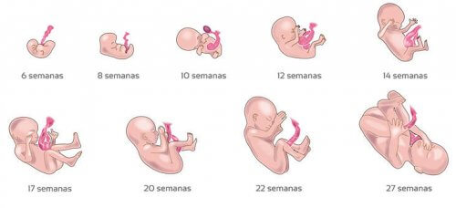 El desarrollo del feto atiende a numerosos aspectos.