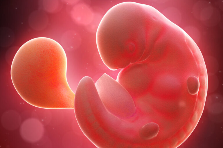 Semana 6 del embarazo: síntomas, desarrollo del bebé y recomendaciones