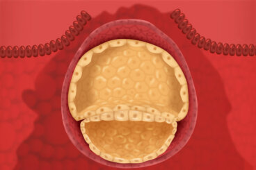 Semana 3 del embarazo: síntomas, desarrollo del bebé y recomendaciones