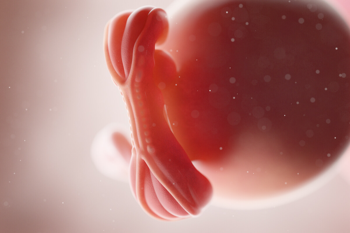 Embrión en la semana 5 de embarazo