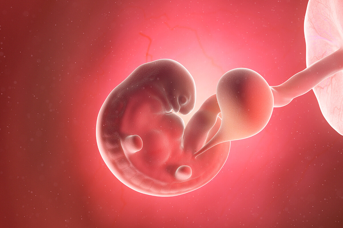 Embrión en la semana 6 de embarazo