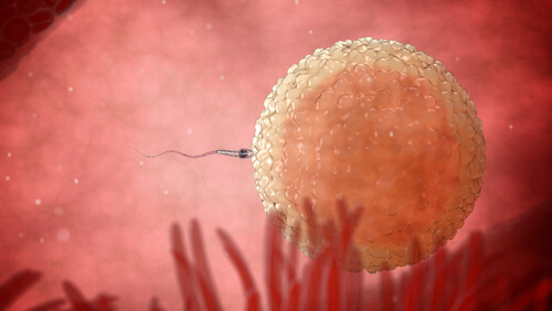 Image 3D de la dernière partie du voyage du sperme.