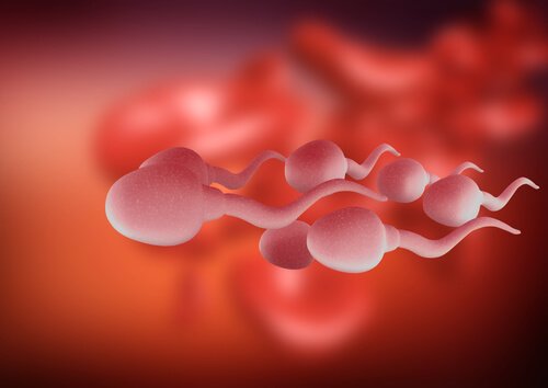 La astenozoospermia produce una baja o nula movilidad de los espermatozoides.