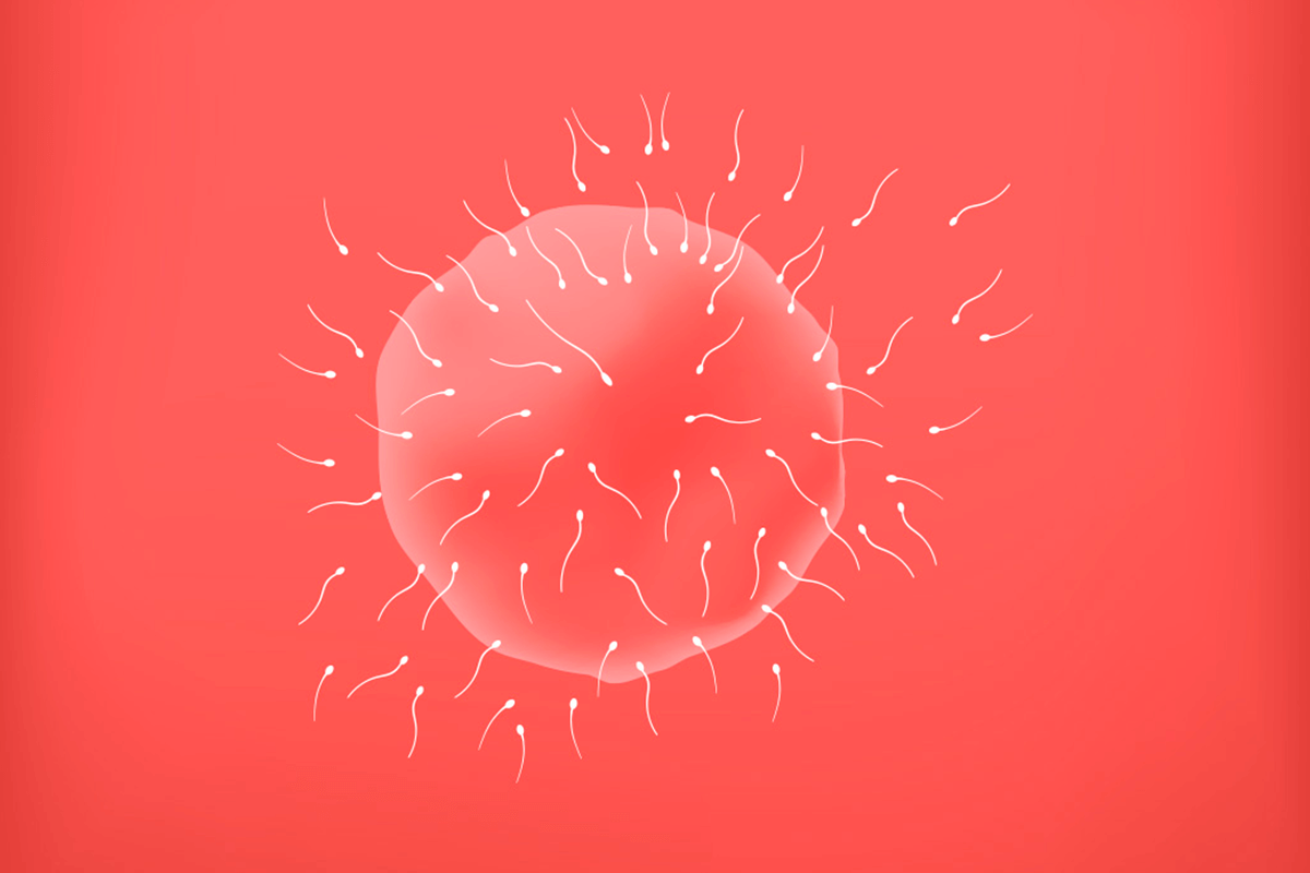 Fecundación en la semana 2 de embarazo