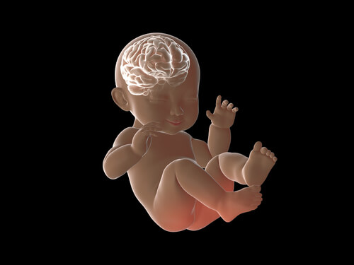 Durante la semana 19 las erminaciones nerviosas van desarrollándose al igual que el cerebro.