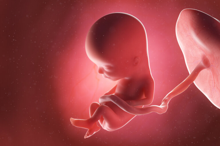 Semana 13 del embarazo: síntomas, desarrollo del bebé y recomendaciones