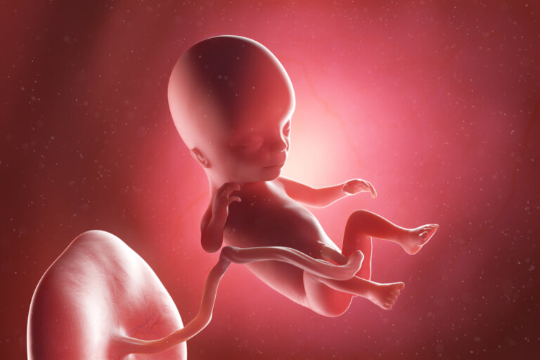Semana 14 del embarazo: síntomas, desarrollo del bebé y recomendaciones
