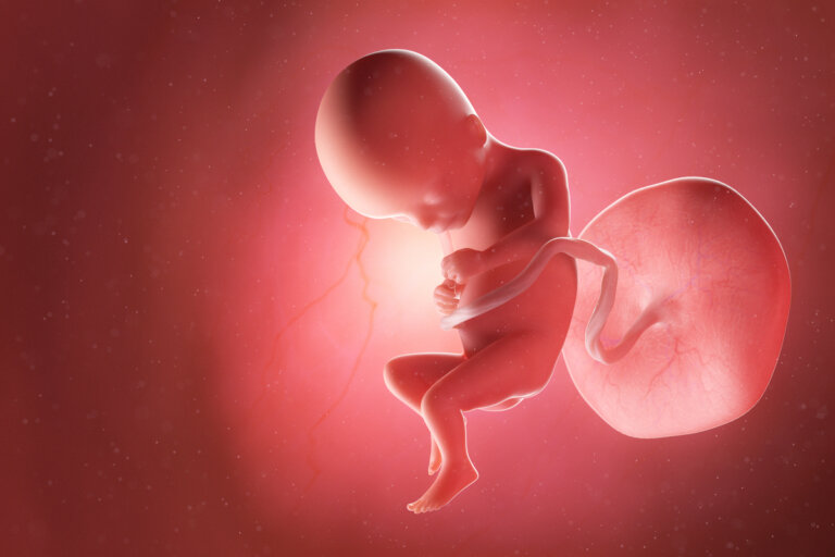 Semana 17 del embarazo: síntomas, desarrollo del bebé y recomendaciones