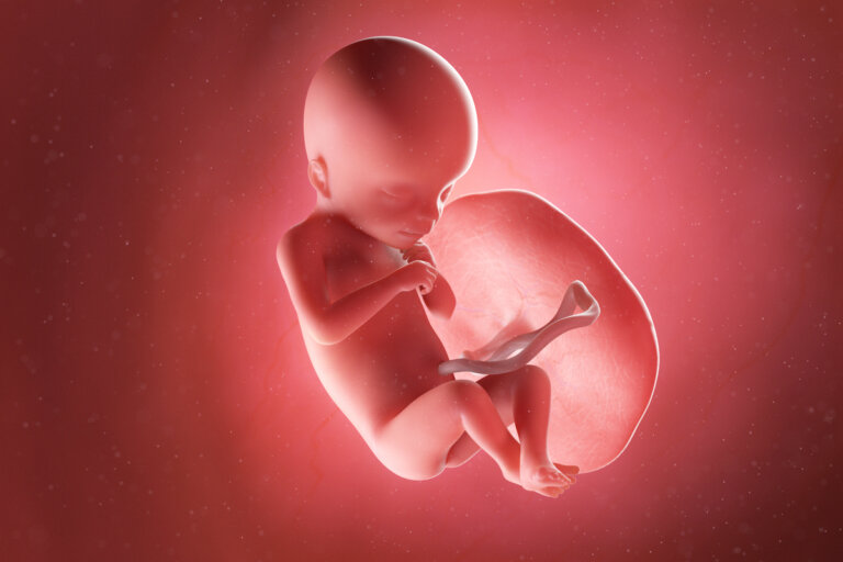Semana 18 del embarazo: síntomas, desarrollo del bebé y recomendaciones