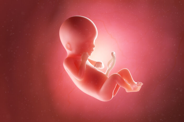 Semana 19 del embarazo: síntomas, desarrollo del bebé y recomendaciones