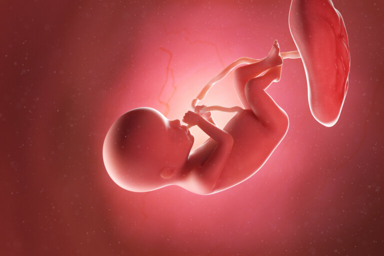Semana 20 del embarazo: síntomas, desarrollo del bebé y recomendaciones