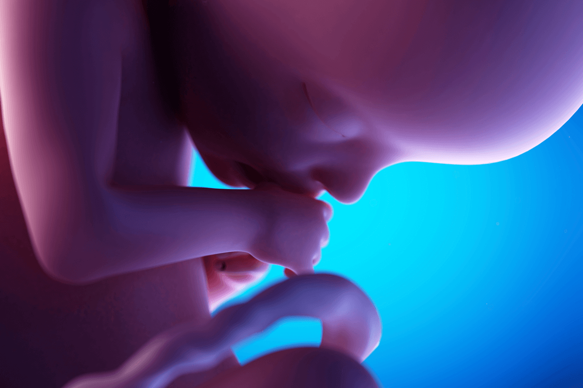 A fetus sucking its thumb.
