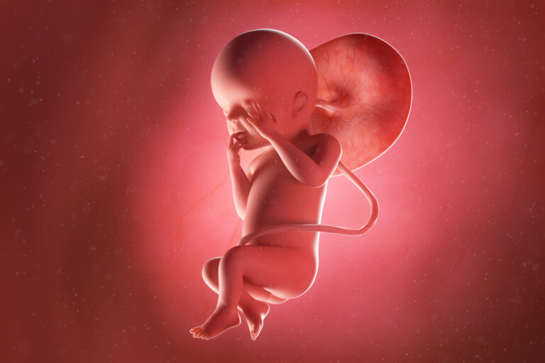 Semana 23 del embarazo: síntomas, desarrollo del bebé y recomendaciones
