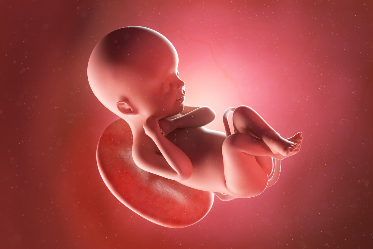 Semana 24 del embarazo: síntomas, desarrollo del bebé y recomendaciones