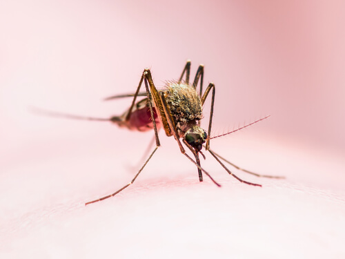 Mosquito de la fiebre amarilla.