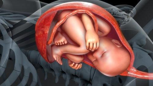 Ubicación de la placenta dentro del cuerpo femenino.