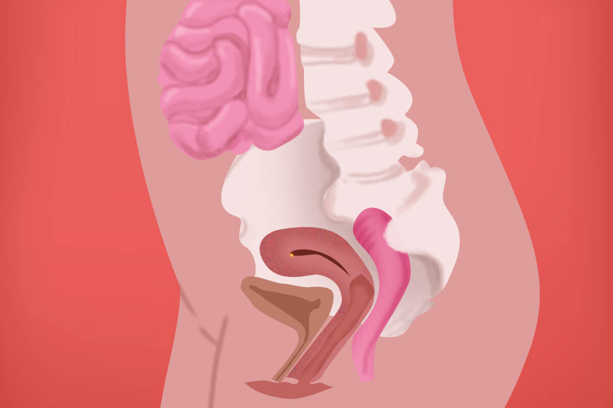 A digital illustration of the inside of a woman's body at 6 weeks of pregnancy.