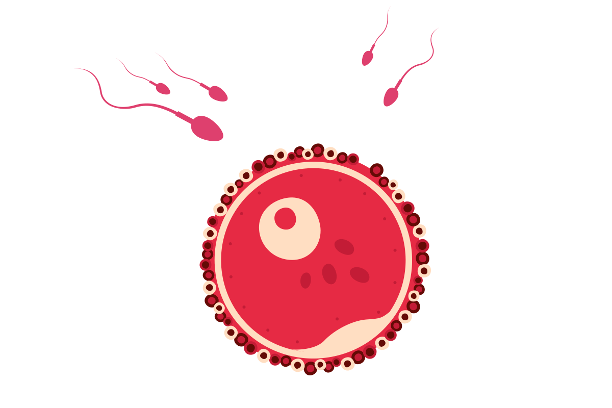 Óvulo con espermatozoides