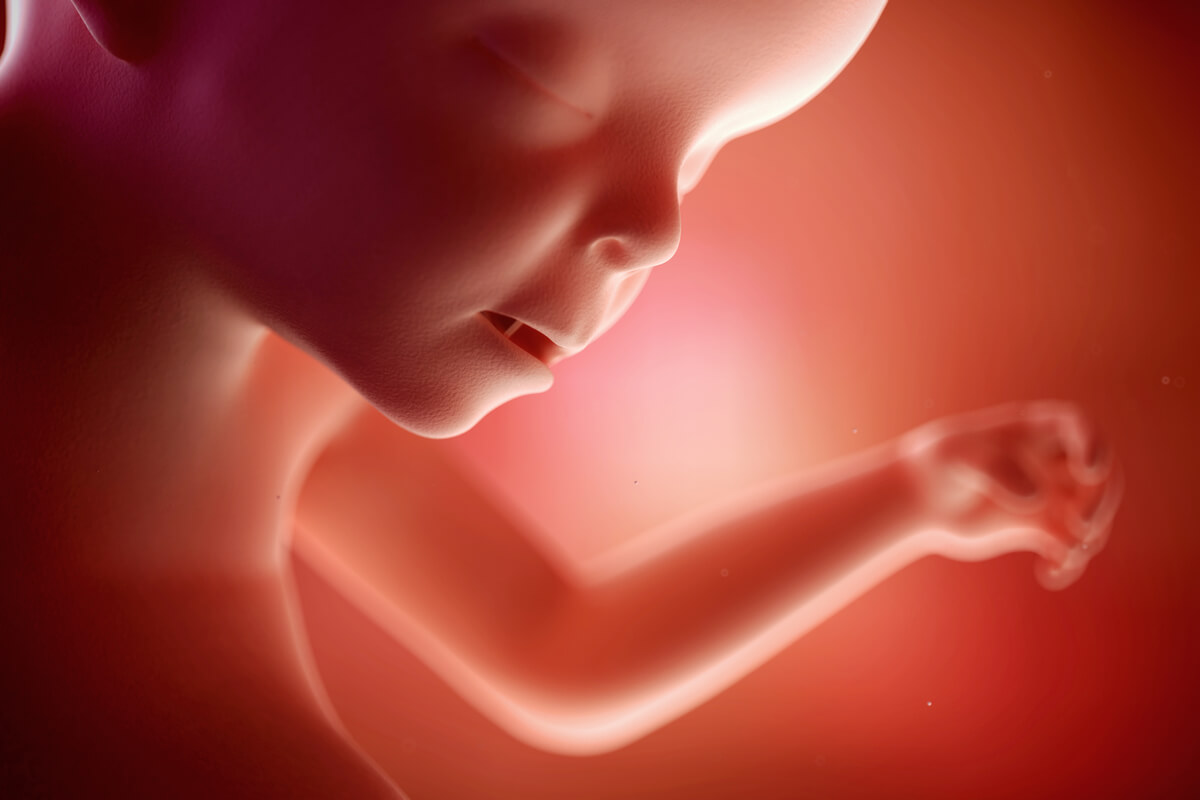 Rostro del feto en la semana 23