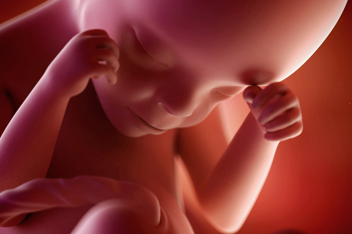 Rostro de un feto en la semana 24