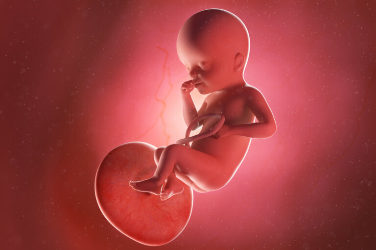 Semana 25 del embarazo: síntomas, desarrollo del bebé y recomendaciones