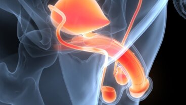 El aparato reproductor masculino