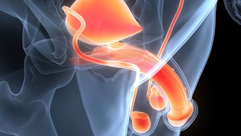 El aparato reproductor masculino