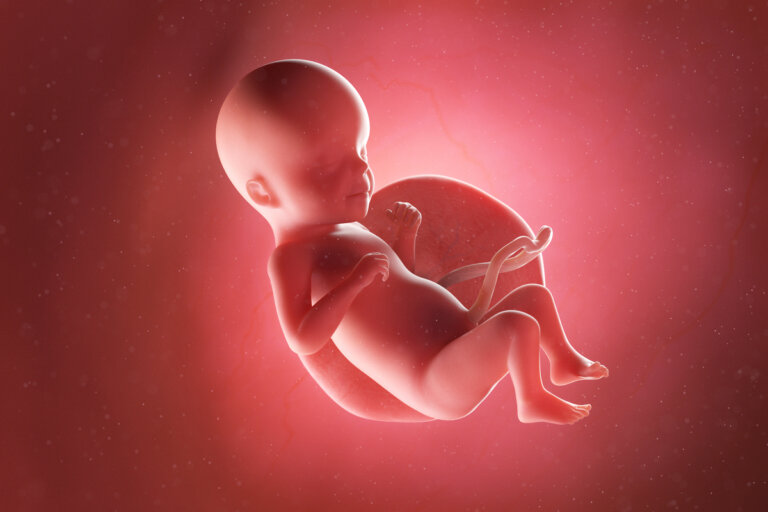 Semana 26 del embarazo: síntomas, desarrollo del bebé y recomendaciones