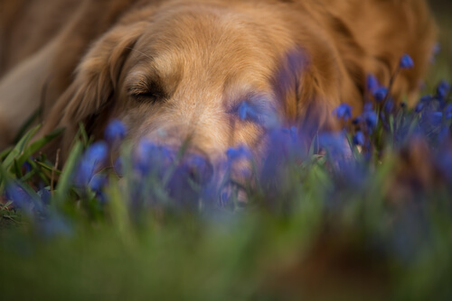 La pérdida de una mascota