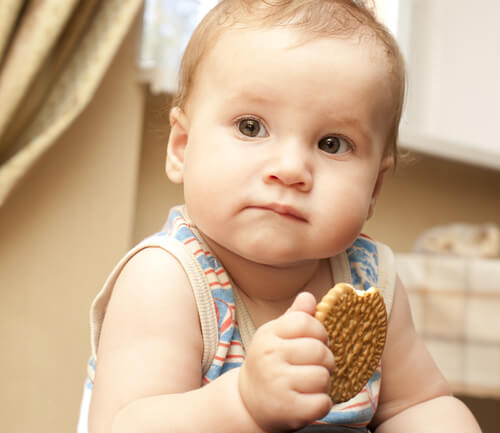A baby nippling on a cookie.