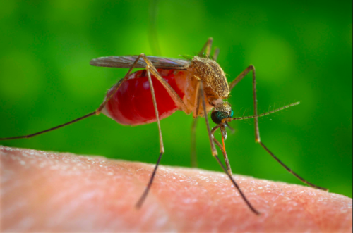Las picaduras de insectos a los niños pueden generar diferentes reacciones.