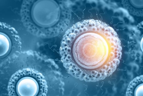 ¿Qué tipos de células madre existen?