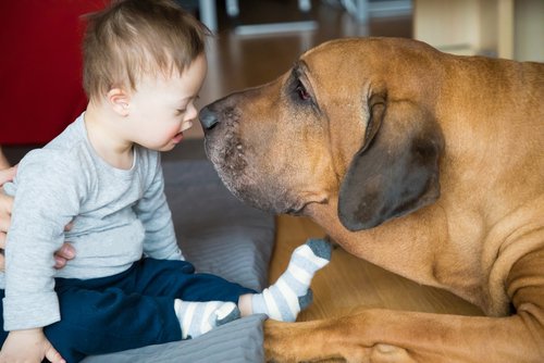 ¿Cómo pueden ayudar los animales de terapia a los niños?