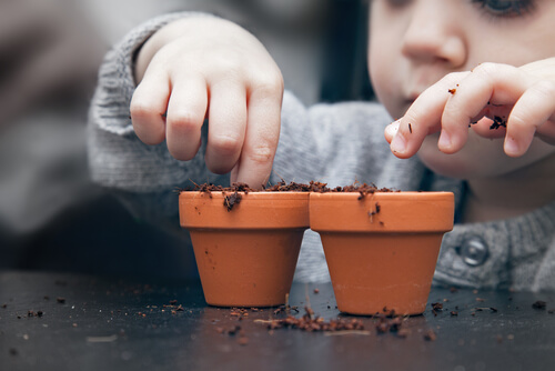 ¿Cómo hacer una planta de semillas en casa? ¿Cómo hacer una planta de semillas en casa?