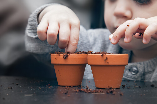 ¿Cómo hacer una planta de semillas en casa?
