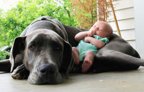 Durante su primer mes de vida, no es aconsejable que los recién nacidos convivan con animales.