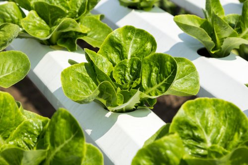El sistema de cultivo hidropónico casero representa una opción saludable y sencilla de hacer crecer plantas en el hogar.