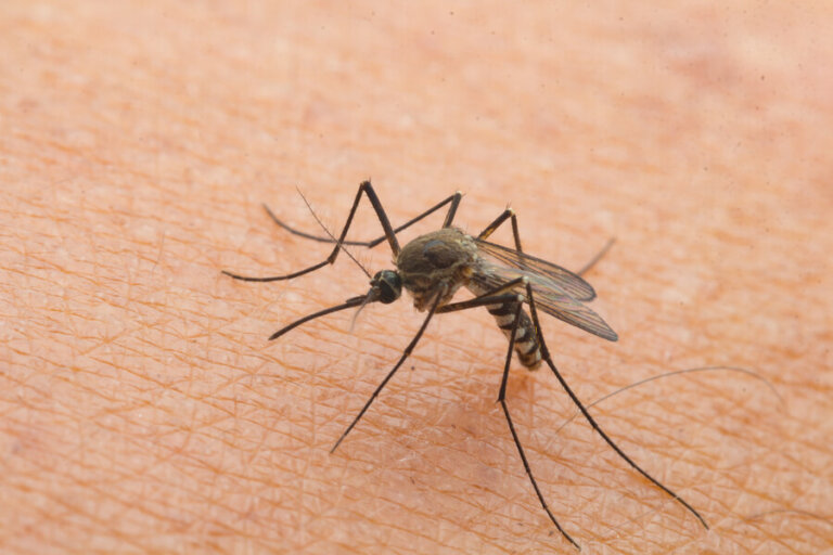 ¿Cómo afectan las picaduras de insectos a los niños?