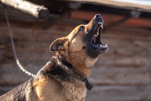 Mordeduras de perro, ¿qué hacer?