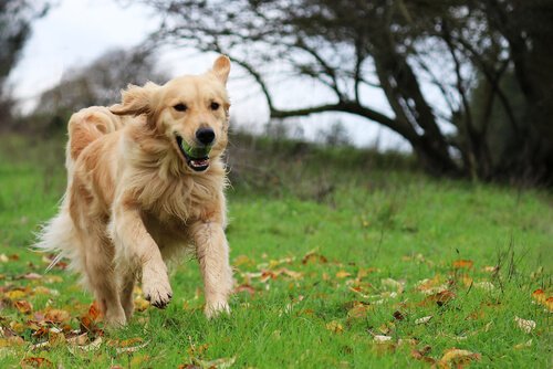 Hay algunos tipos de perros más adecuados para niños por su carácter paciente, sociable y divertido.