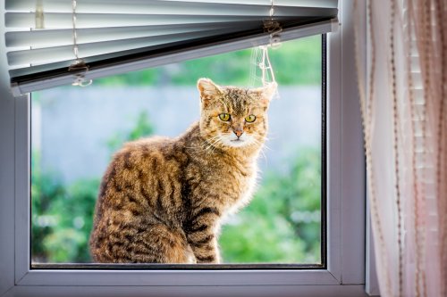 Se ha perdido mi mascota, ¿qué hacer?
