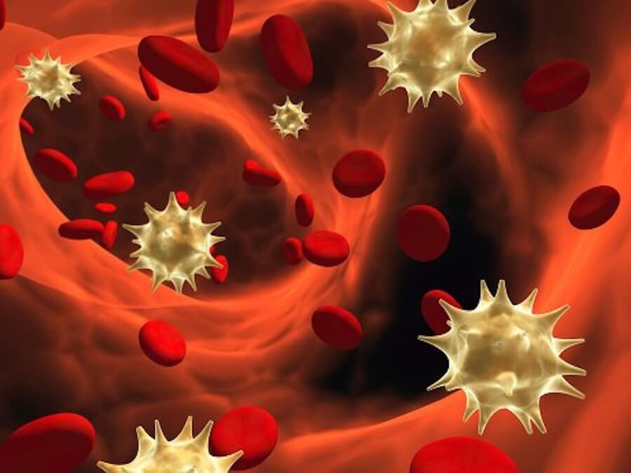 El papel del sistema inmunitario