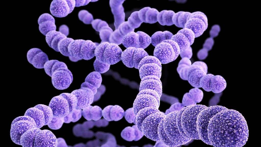 Estreptococo. Bacteria.