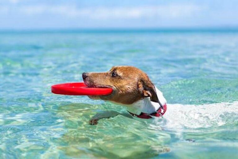¿Qué hacer con tu mascota cuando estás de vacaciones?