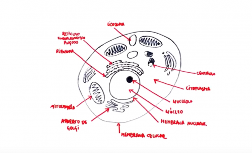 Cómo explicar la célula a los niños.