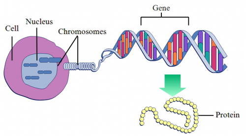 Génetica para niños: ¿qué son los genes y los cromosomas?