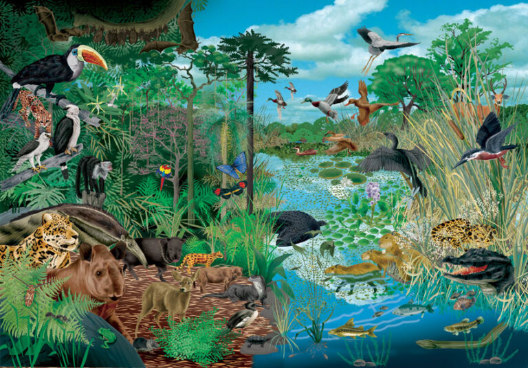 Los 5 reinos de los seres vivos para niños