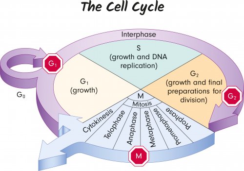 Adjunto archivo riega la flor Acostumbrados a Genética para niños: ¿qué es el ciclo celular? - Eres Mamá